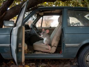 Où peut se cacher une souris dans une voiture ?