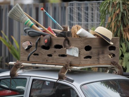 Comment peut-on éloigner les rongeurs de la voiture ?